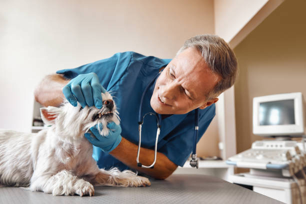 Best Broken or Cracked Tooth Emergency Dentist in Moodus, CT